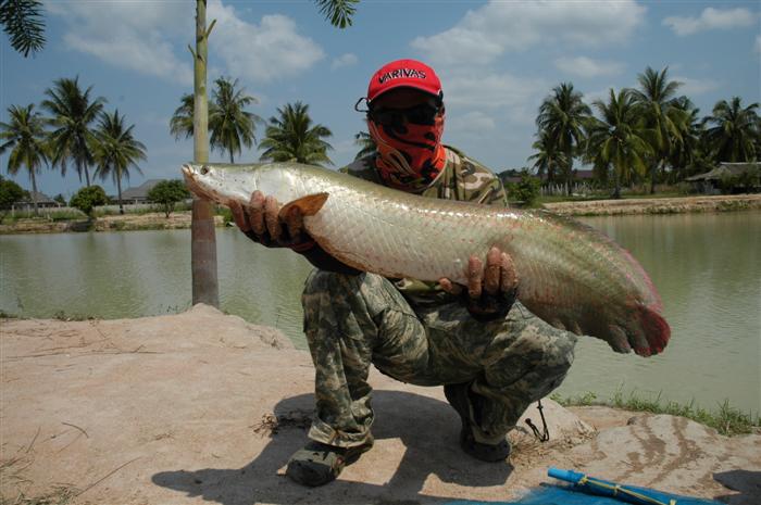 Arapaima ปลาช่อนตัวโต ไซด์ประทับใจผมจริง