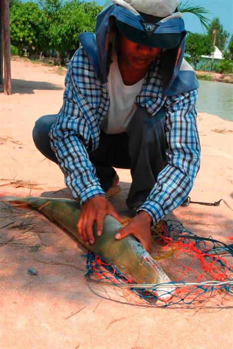 Alligator Gar นั่นเอง :love: :love: อยากได้มั่งจัง :laughi