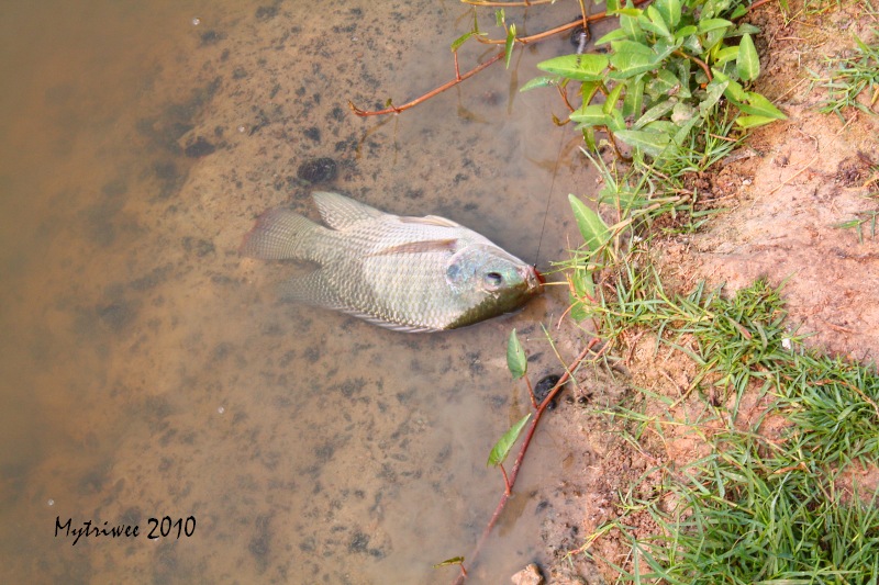 นิลกำลังทอด :umh: :umh: