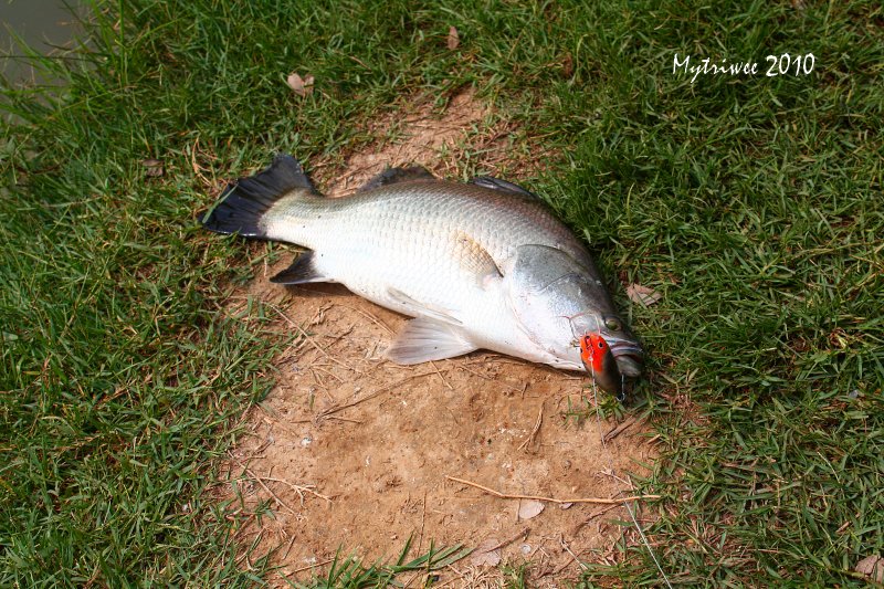 ตีลงไปอีกก็โดนอีก :grin:
_______________________
สวัสดีครับน้า [b]dewfish[/b]



สวัสดีครับน้า