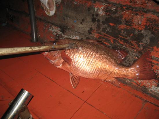 สีแดงสดใส ......