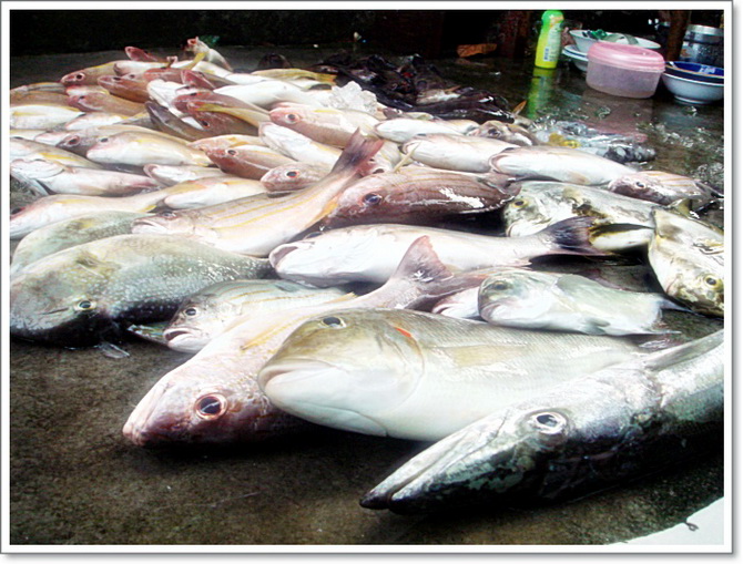 วิ่งเตร็ดเตร่...กระเตงปลา คันเบ็ดและ