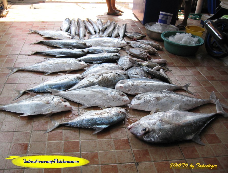 ถึงบ้านแล้ว อยู่ในเรืออบอุ่นเพราะมีเพื่อนที่เข้าใจ กลับมาบ้านอบอุ่นเพราะคนที่บ้านเข้าใจเรา ว่า "บ้า