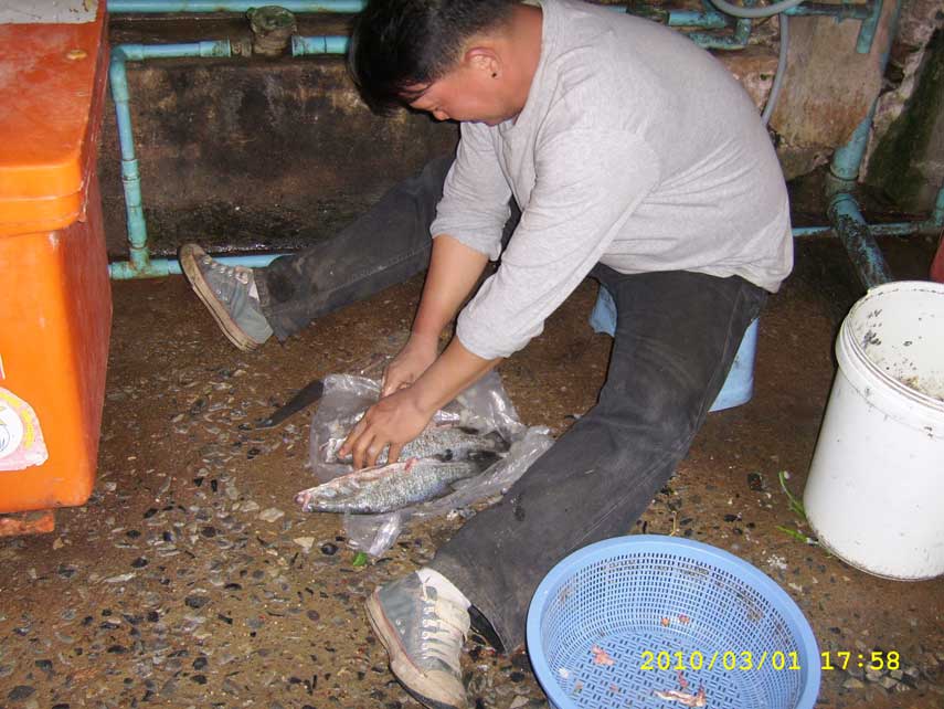 สุดท้าย ปลาก็ต้องเป็นอาหารมนุษย์ ซึ่งก็คงต้องลาด้วยภาพนี้ครับ ตัวผมเองนั้นจบภาพนี้ก็กลับบ้านมาก่อน ร