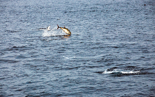 Bluefin Tuna jumping :grin: :grin: :grin: