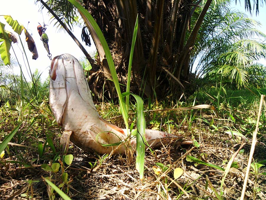 ยืนยันหนักแน่น  ว่าช่อนล่องปาล์มขอ