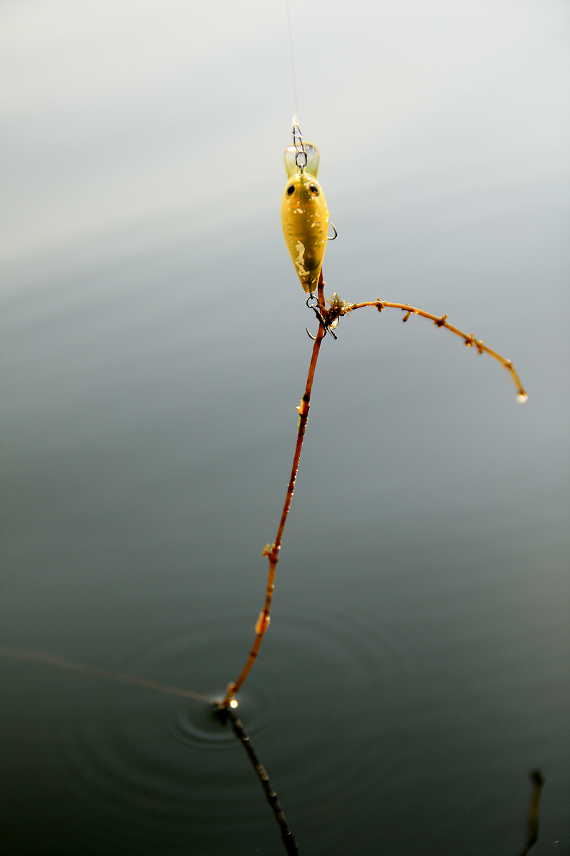 แม้ผมจะได้ปลากระสูบจากเหยื่อดำ ตามแนวสาหร่ายใต้น้ำที่ดูจาก Depth Finder แล้ว แต่การตีเหยื่อดำยังคงเป