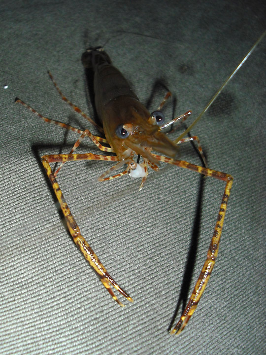 กุ้งแต่ละตัวกินเบ็ดจริงจัง