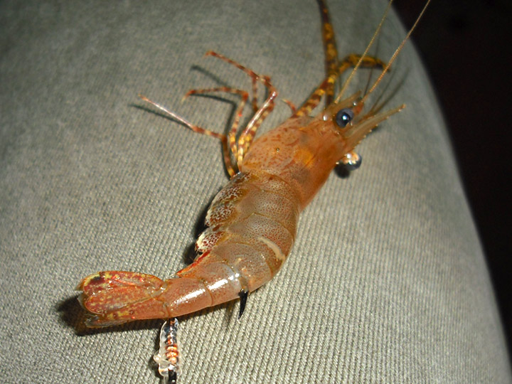 วิธีเกี่ยวกุ้งกะต่อมสำหรับตกปลา

กุ้งกะต่อมเป็นเหยื่อเป็นชั้นดีสำหรับตกอีคุด อั้งเกย และกะรังแดง ด