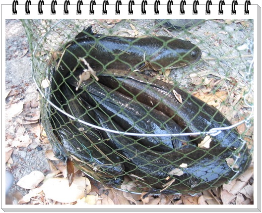 ปลารวมช่วง...........เช้า...........เริ่มดูดีขึ้นมาผิดหูผิดตา..............
.........วันนี้.....G7t