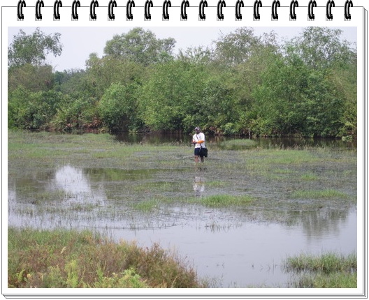 ตีเข้าไป....ครับ...น้าต้น..................สู้สู้.........ขอให้กัดเยอะๆๆ...........
(ไอ้ที่กัดนะ...