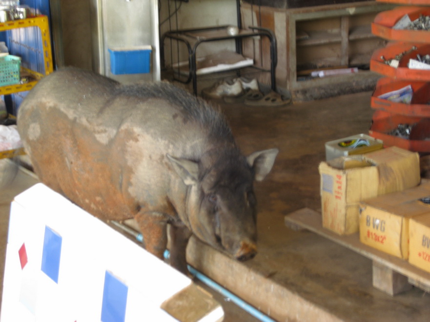 
 @@  เจอแล้วครับ .....  หมูป่าผัดพริกแกง  !!
