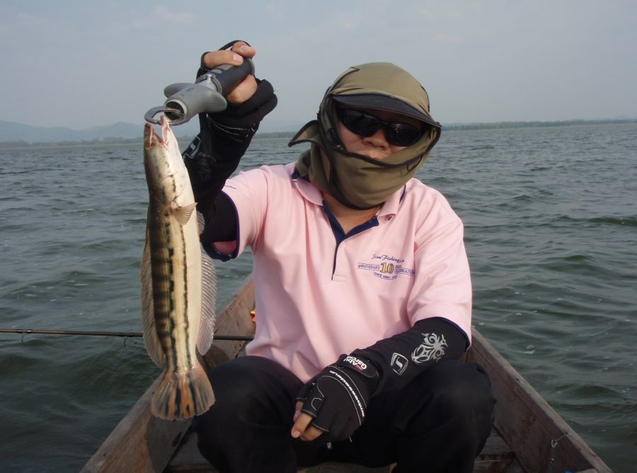 หลังจากนั้น  ตีไปทางไหนก็เจอแต่ชะโดห้าวตามกัดตลอด  ไต๋เรือบอกเมื่อวานกัดดีกว่านี้หลายเท่าเลยนะ   :ch