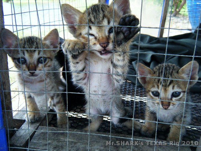 แง๊ววว......หนูก็หิวเหมือนกันน้าาาาาา