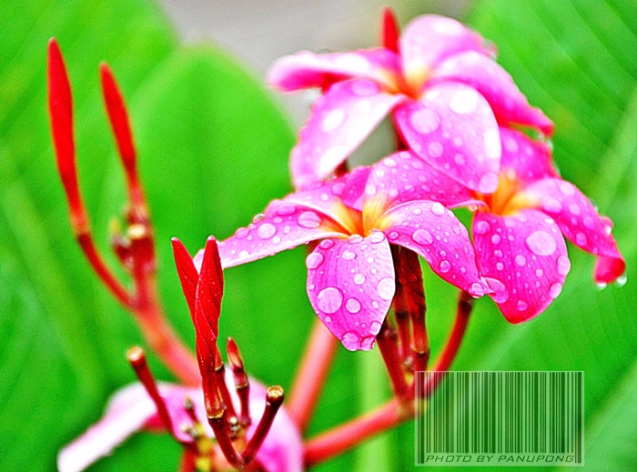 รูปที่สองคร๊าบบบบบบบบบบบบ