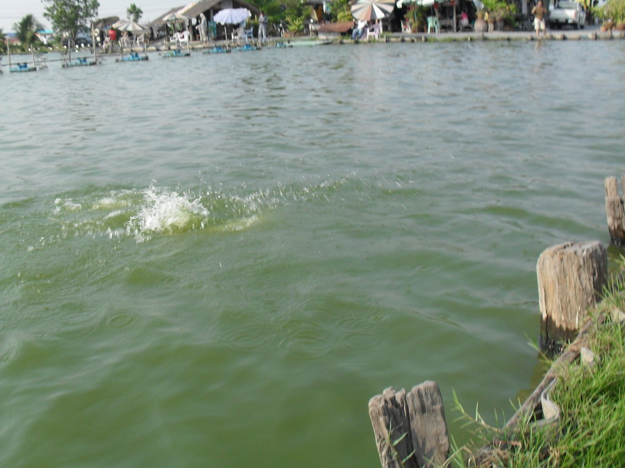  :ohh: :ohh: :ohh:
เอ้า ปลาใครกระโดด 


 :laughing:

 [q]+1ป