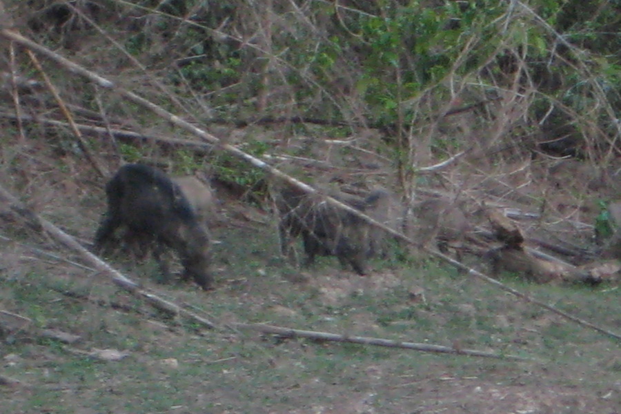 เจอฝูงหมูป่าครับเลยถ่ายมาให้น้าๆ ป้าๆ ดูกัน