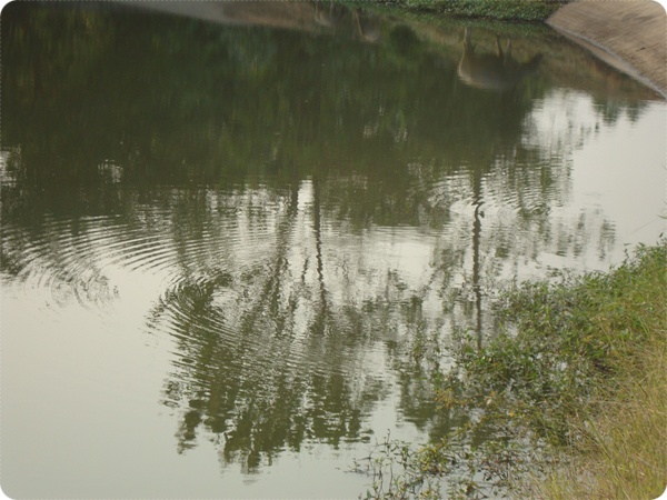  [center][b]เห็นกระสูบไล่งับปลาเล็ก จ๋อมๆๆ อยู่ตรงนี้พอดี[/b][/center]