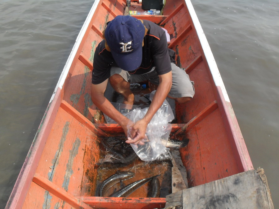 มาถึงฝั่งไต๋เรือจัดการ เก็บปลาใส่ถุงครับ 
 :love: :love: :love: :love: