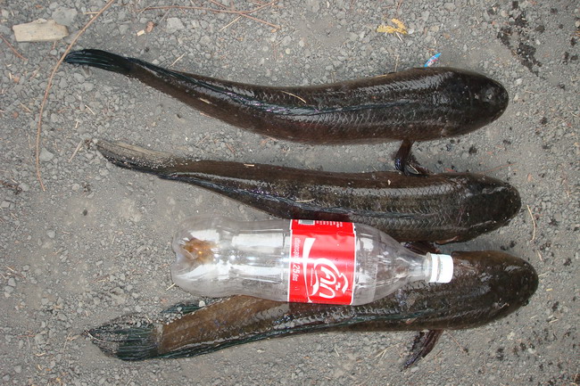 ลากันด้วยภาพสุดท้ายนี้....ขอบคุณทุกๆท่านที่เยี่ยมชมครับ..

Triple Boys....Enjoy Texas Rigs......
