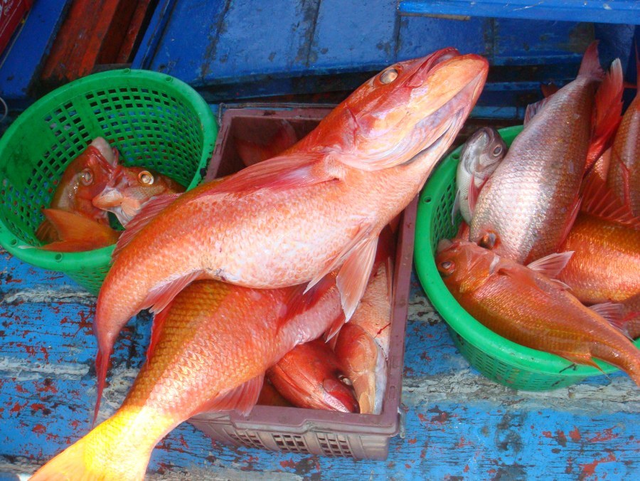 บางส่วนที่ยังไม่ได้ดองครับ