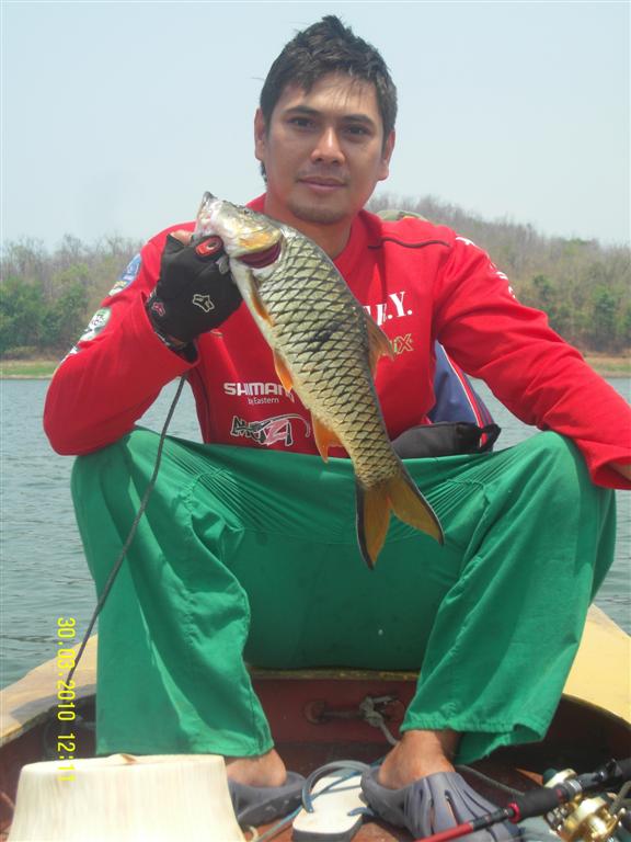 ชะโดฟ้าฝนกระสูบ