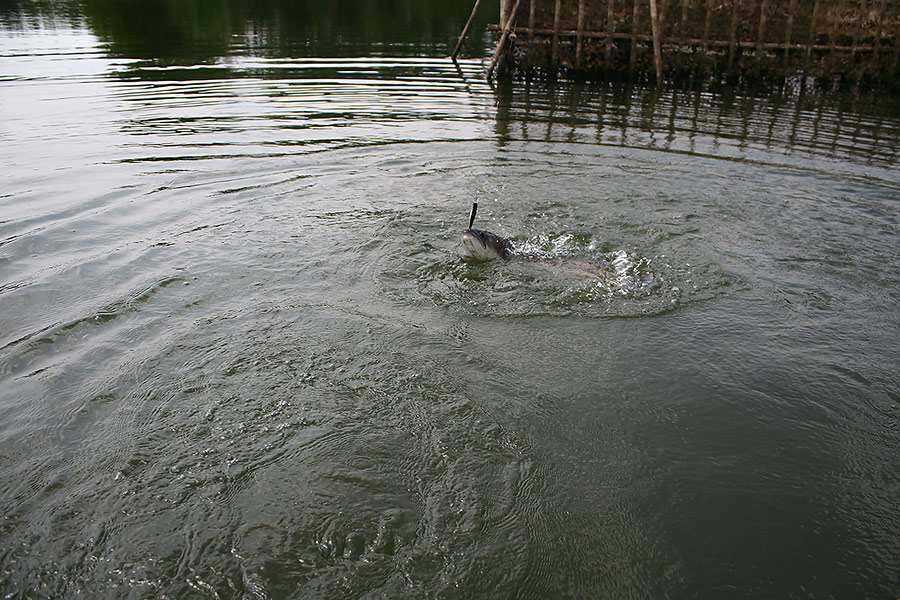  [center] [b]
ปลาเข้ากัดเหยื่ออย่างรุนแรง แรงจนรับความรู้สึกผ่านท้องเรือได้ 
เจ้าตัวปลายสายพยายามว