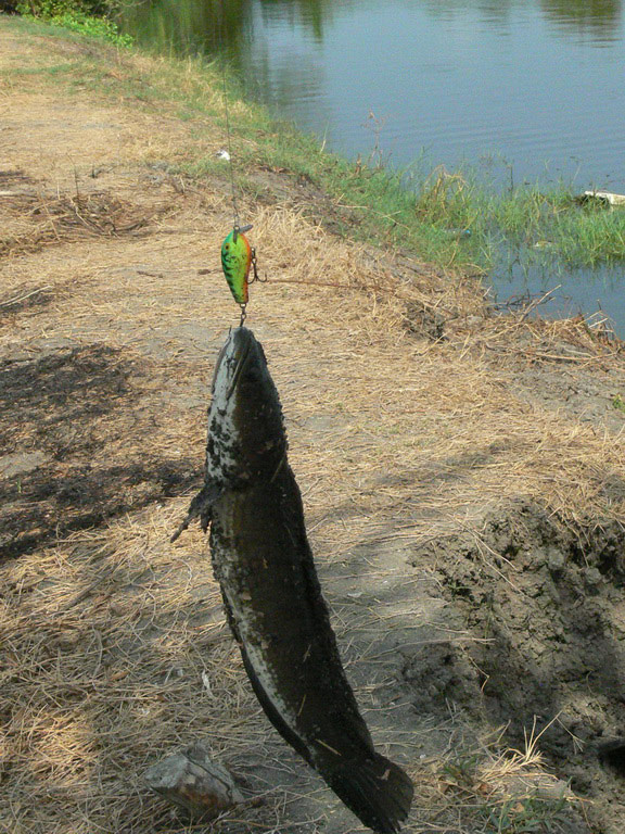 ดูกันชัดๆ ไอ้ตัวนี้หัวสูง กัดของแพง :angry: