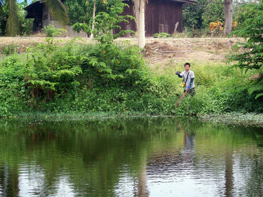 
       เป็นปลานิล   เหมือนเก่า   ที่เราเห็น
  ทีเราตก             ยากเย็น       จริงจริงหนอ
  เห