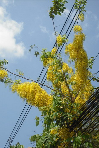 วันหยุดไม่รู้จะทำอะไร ...................... ถ่ายดอกไม้เรื่อยเปื่อย 

เหตุเกิดเมื่อ 09.00 น.

E2