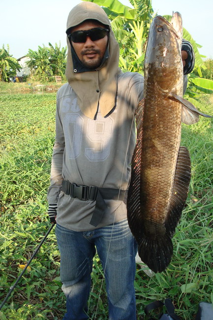 แถมอีก 2 รูป วันอาทิตย์ (ตระเวณ ตะลอน )
ทริพสามหนุ่มสามมุม แสวงปลาช่อนไซด์ใหญ่ๆ 2 Up.

น้าเต้กับ 