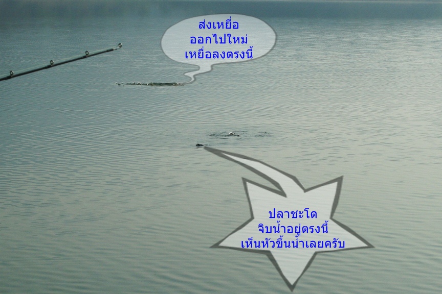เห็นหัวปลาชะโด.....ขึ้นมาจิบน้ำ :ohh: :ohh: