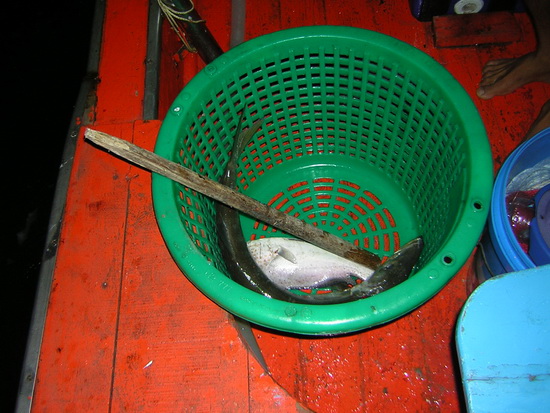 === จังเอ๊ย!!!!   ป.ปลาคืนแรกของพวกเรา

 :spin