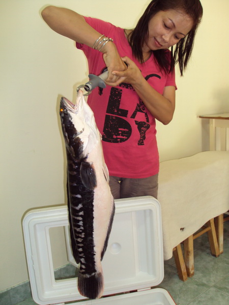 - ต้องเอาให้คนนี้เป็นพยานว่า มันกัด Rapala DT10 เละเลย... :cool: