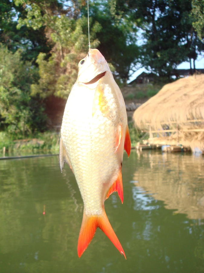 แวววาว....สีสวยสดมากครับ

--------------------------------