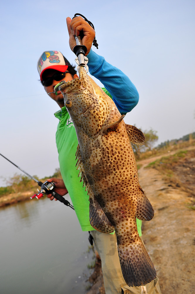 นี่ก็อีกตัว  ที่โดนผม เอากลับไป โต้มมมมมมมมมมมมมมมมมมมมมม  บาปป่าวหว่า :grin: