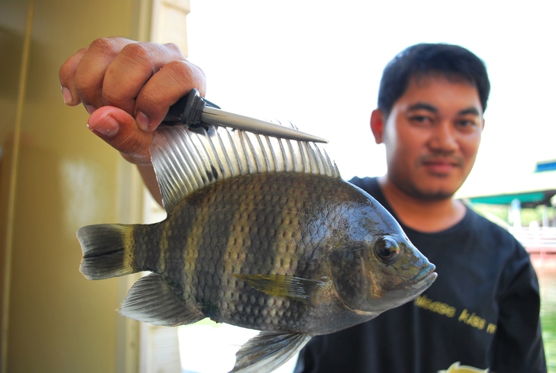 [q][i]อ้างถึง: svfishing posted: 22-04-2553, 13:32:46[/i]

[q][i]อ้างถึ