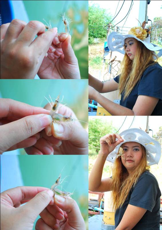 [q][i]อ้างถึง: svfishing posted: 22-04-2553, 13:36:53[/i]

[q][i]อ้างถึ