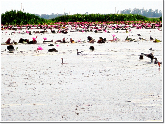 นกเป็ดน้ำ หลายฝูง กระโดด...ยาม เรือขับวน เข้ามาใกล้  :love:
