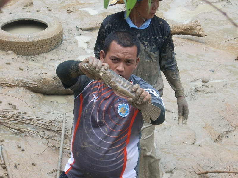 น้ำแห้งเราก็ลุยโคลนกันต่อ  นี่เป็นชะโดตัวแรกของบ่อ 2

จริง ๆ แล้วปลาอย่างอื่นก็เยอะครับ แต่ผมจะเน้