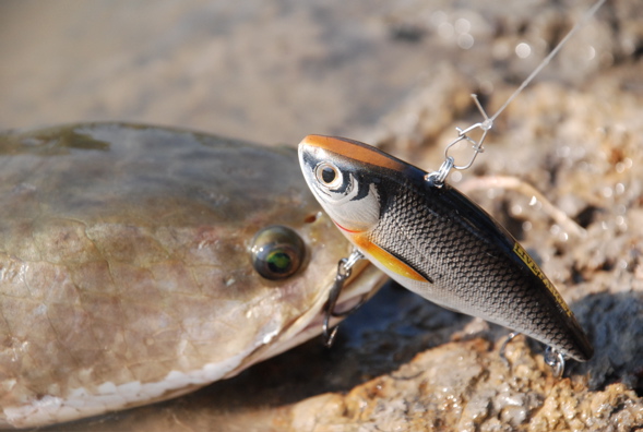 เหยื่อสวย ปะ  ตัวนี้ชื่อ Golden  Shiner  จ้า เป็นเหยื่อสวยๆอีกตัวจากkoppers  :grin: :grin: :grin: :g