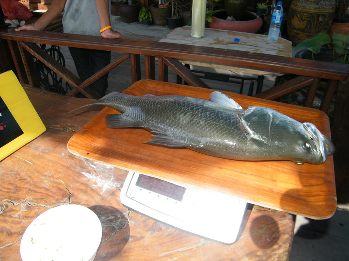 ตัวนี้เกือบติดรางวัล คับ :cheer: :cheer: