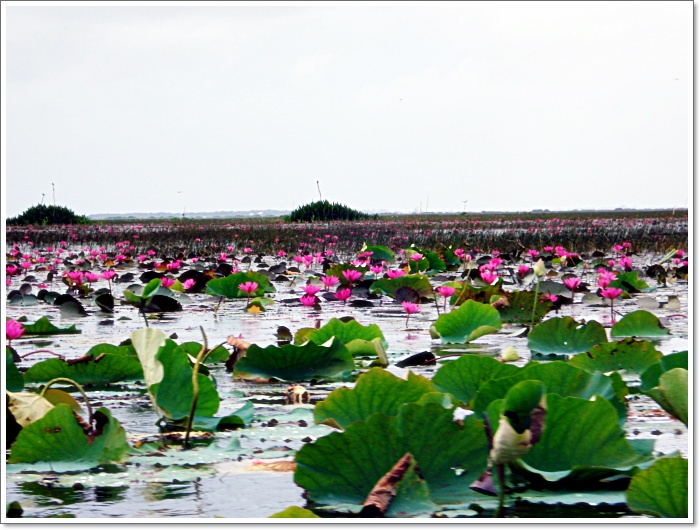 การแล่นเรือท่องทะเบน้อย ... มีหลายเส
