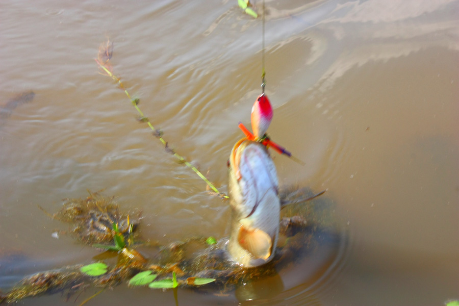 เราเอาเรือไปจอดพงหญ้า...น้ำจะได้ไม่กระเพื่อม ปลาจะได้ไม่ตื่น...โดนก่อนเลยครับอ้น บ้านแนบ... :cheer: 