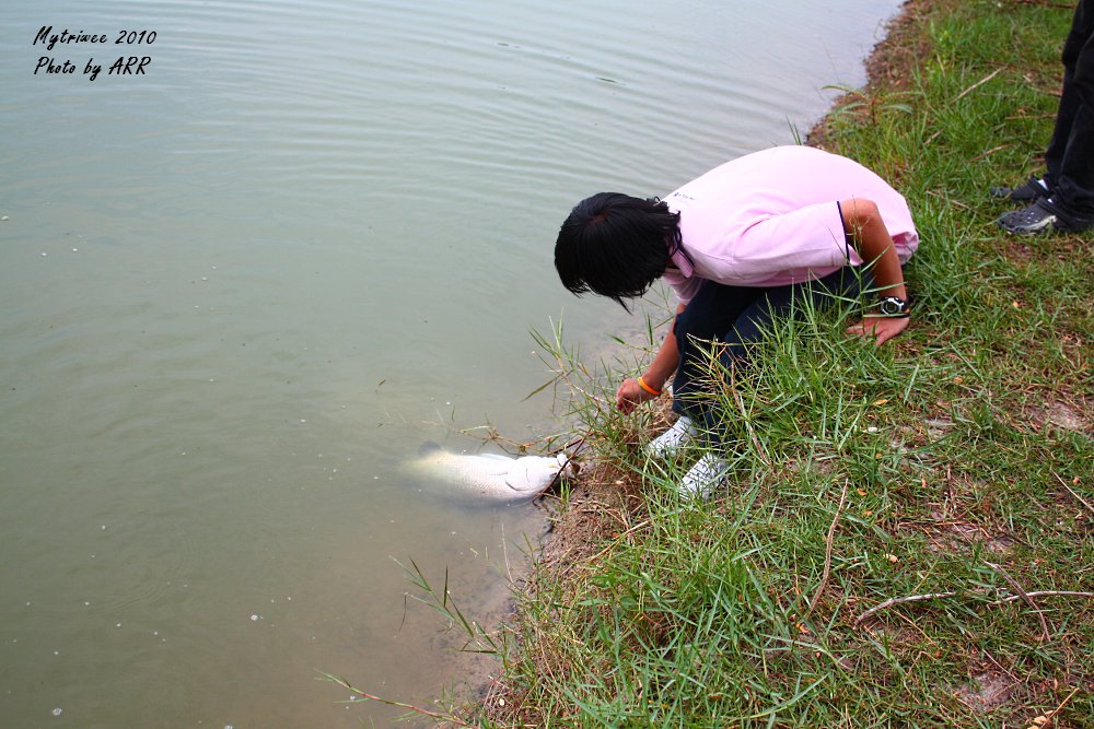 ขอบบ่อค่อนข้างสูงต้องช่วยกันเอาปลาขึ้น :grin: