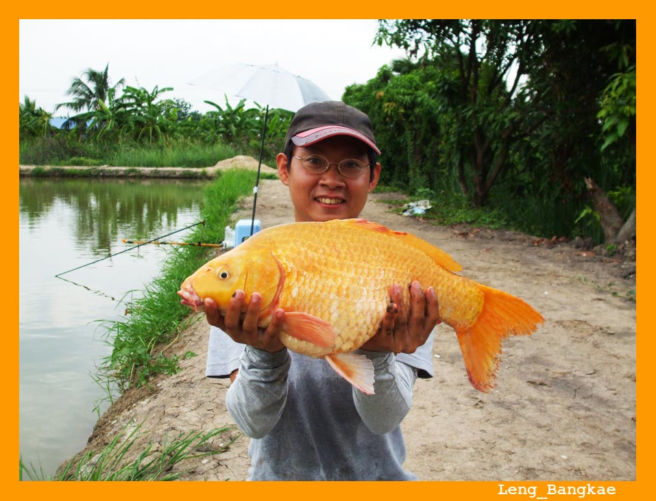 ลากันด้วยภาพนี้นะครับ  :laughing:

อ้วนมากเลยครับน้องปุ้ย ....สีก็สวยมากๆ เลย  :love: 

น้าๆ รีบ