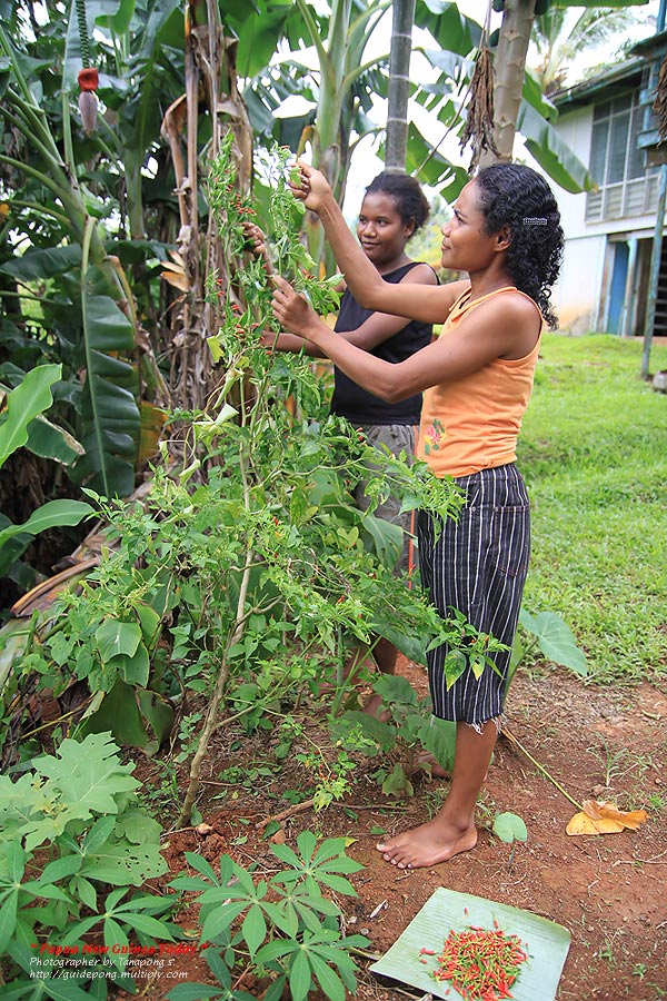 ชาว ปาปัว - PNG (Papua New Guinea) ไม่ค่อยนิยมทานพริกกันเหมือนบ้านเรา คงจะเผ็ดนะ ผมคิด ....  :grin: