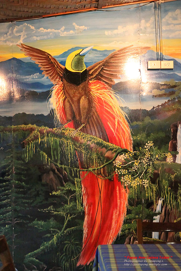 ภาพนก Raggiana Bird of Paradise สัญญาลักษณ์ประจำชาติของประเทศปาปัว ครับ
พบเห็นได้ทั่วไปตามป่าเขา ..