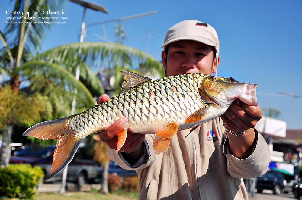 ตัวนี้โทฟี่ของน้าแดน :blush: