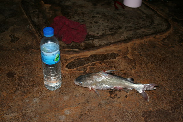 
                           มาแล้ว  ครับ  ปลากด size  0.5 - 0.8 kg.  เทียบขนาดขวดน้ำดื่ม 500 c.c.
